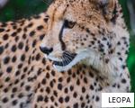 LEOPA anagram