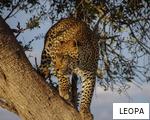 LEOPA anagram