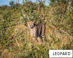 LEOPARD anagram