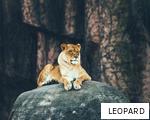 LEOPARD anagram