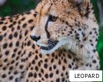 LEOPARD anagram