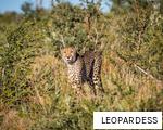 LEOPARDESS anagram