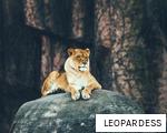 LEOPARDESS anagram