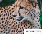 LEOPARDESS anagram
