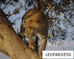 LEOPARDESS anagram