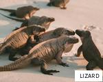 LIZARD anagram