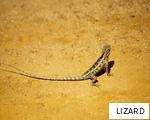LIZARD anagram