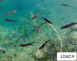 LOACH anagram