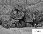 LOGGI anagram