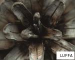 LUFFA anagram
