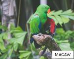 MACAW anagram