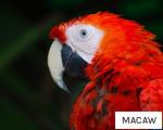 MACAW anagram