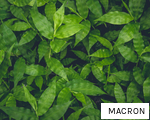MACRON anagram