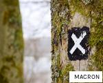 MACRON anagram