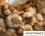 MAINTENANCE anagram