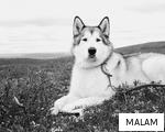 MALAM anagram