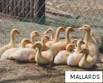 MALLARDS anagram