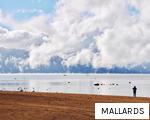 MALLARDS anagram