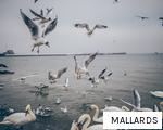 MALLARDS anagram