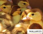 MALLARDS anagram