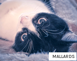 MALLARDS anagram