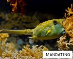 MANDATING anagram