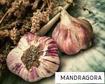 MANDRAGORA anagram