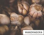 MANDRAGORA anagram