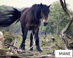 MANE anagram
