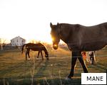 MANE anagram