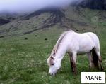 MANE anagram