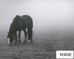 MANE anagram