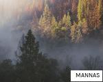 MANNAS anagram