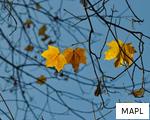 MAPL anagram