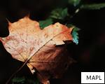MAPL anagram