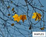 MAPLES anagram