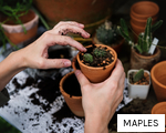 MAPLES anagram