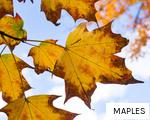 MAPLES anagram