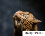 MASQUERADED anagram