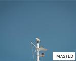 MASTED anagram