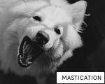 MASTICATION anagram