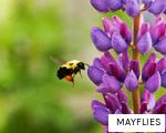 MAYFLIES anagram