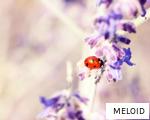 MELOID anagram