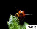MELOID anagram