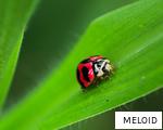 MELOID anagram
