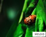 MELOID anagram