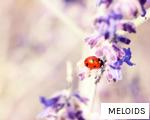 MELOIDS anagram