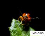 MELOIDS anagram