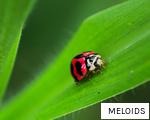 MELOIDS anagram