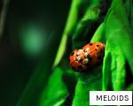MELOIDS anagram